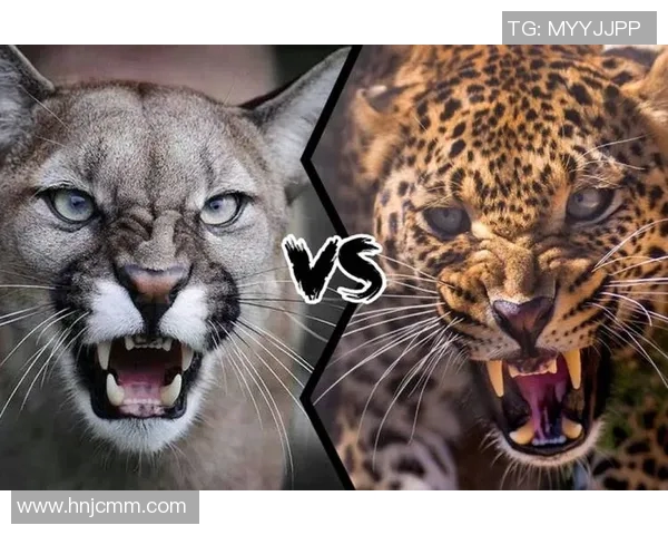 来昂与美洲狮的实力对决谁将赢得这场动物王国的巅峰之战